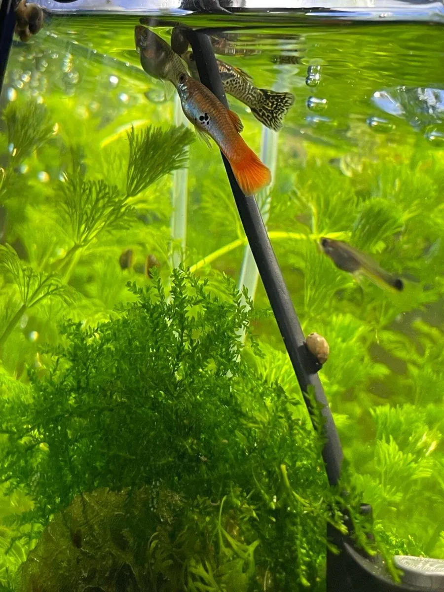 Guppy - Image 4
