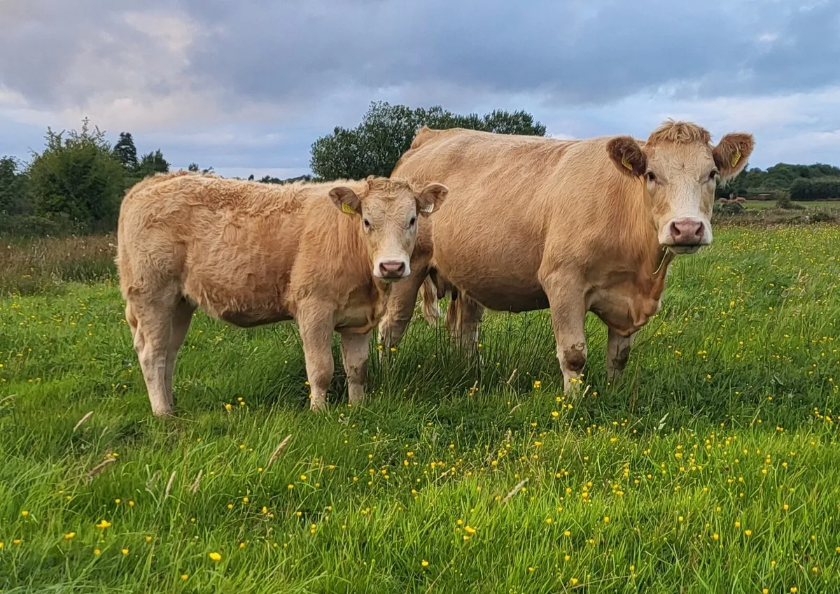 2 Young Organic Cows with Calves - Image 1