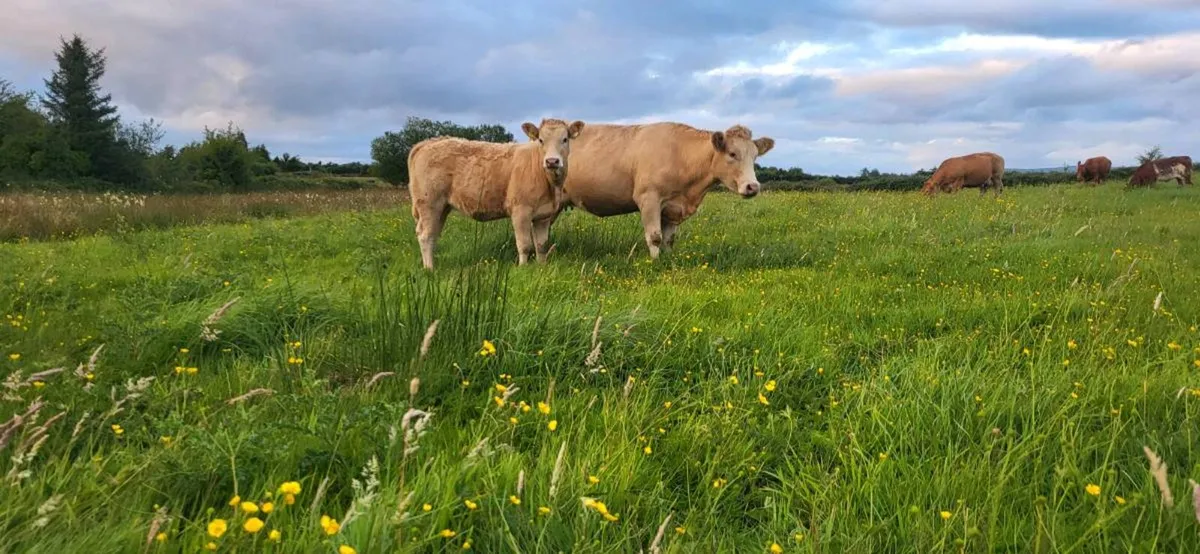2 Young Organic Cows with Calves - Image 2