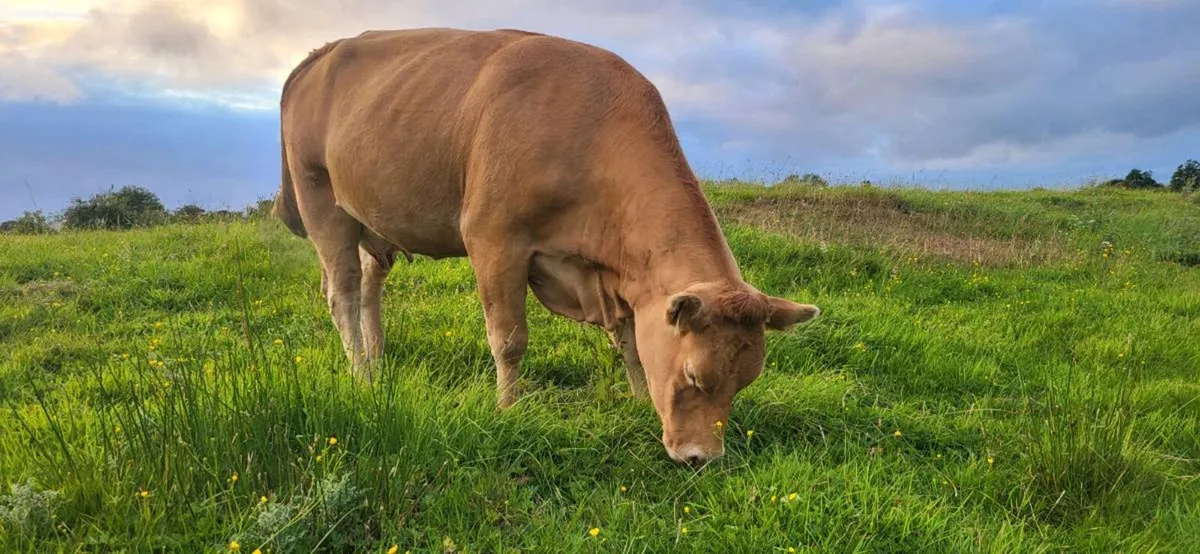 2 Young Organic Cows with Calves - Image 3
