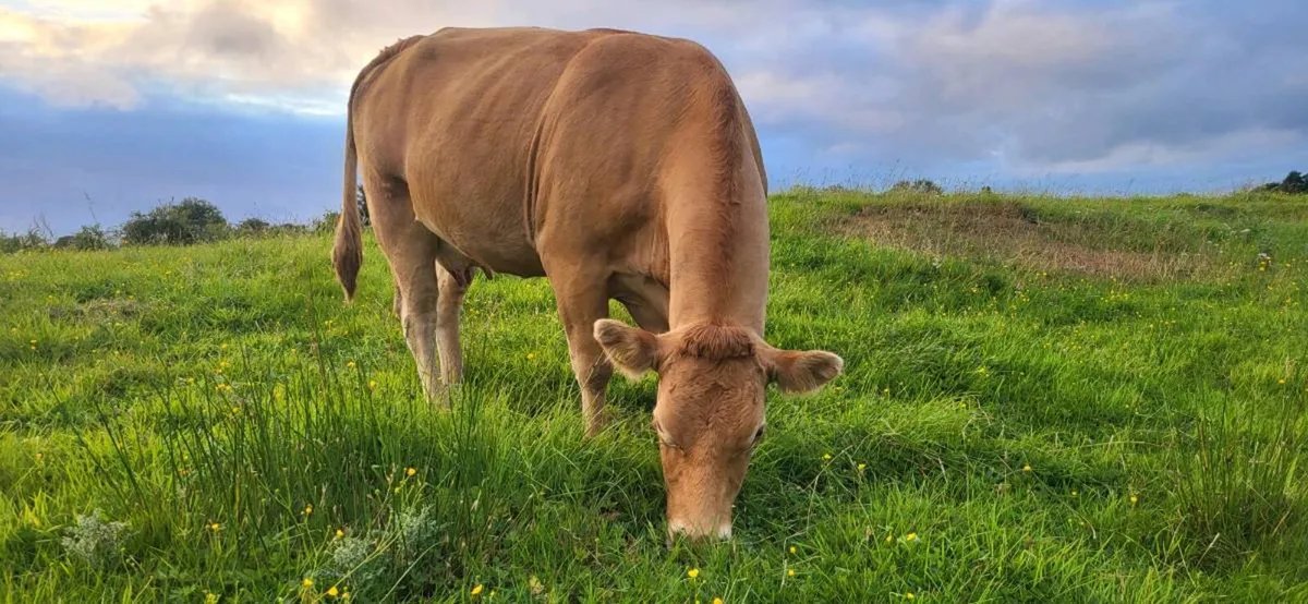 2 Young Organic Cows with Calves - Image 4
