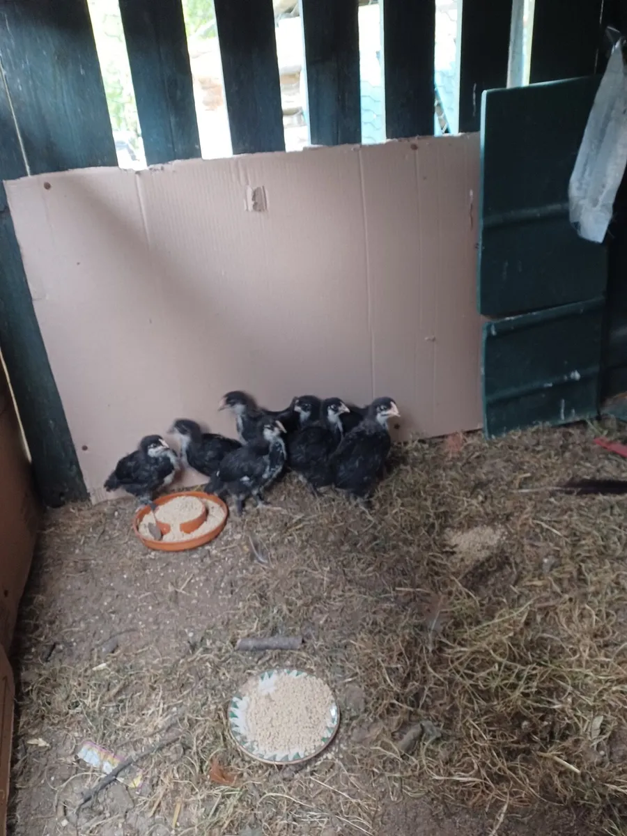 Wellsummers & Copper French Marans - Image 2