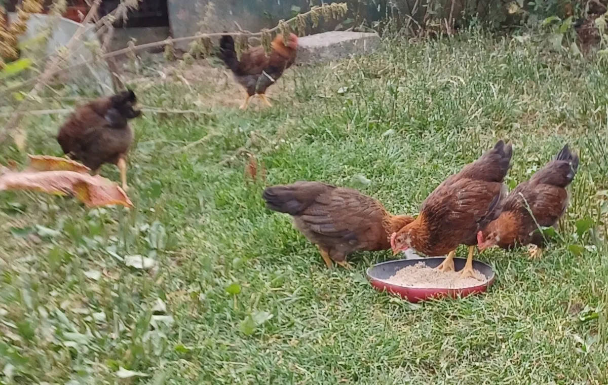 Wellsummers & Copper French Marans - Image 1