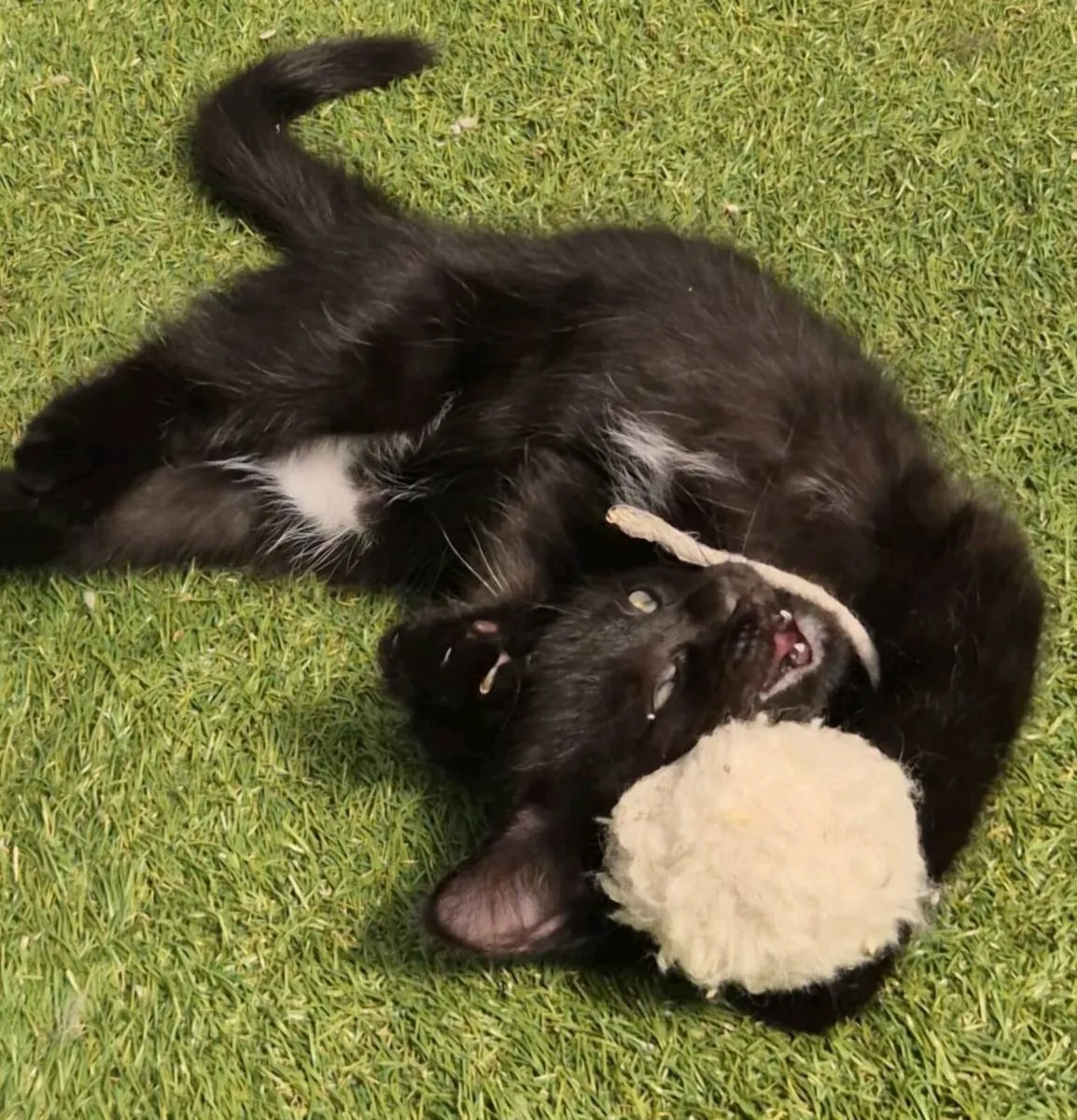 Maine Coon x Ragdoll Female kitten - Image 3