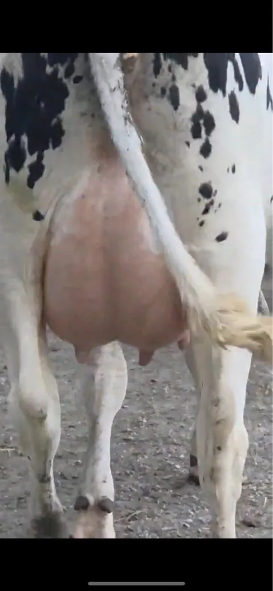 Fresh calved heifers - Image 2