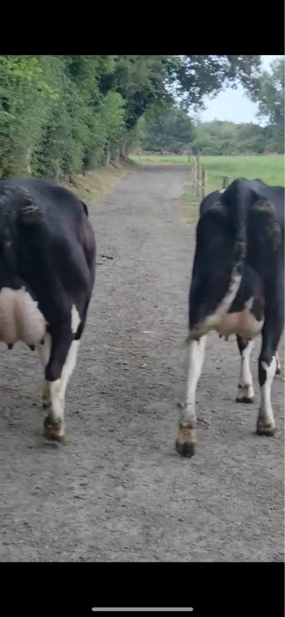 Fresh calved heifers - Image 3