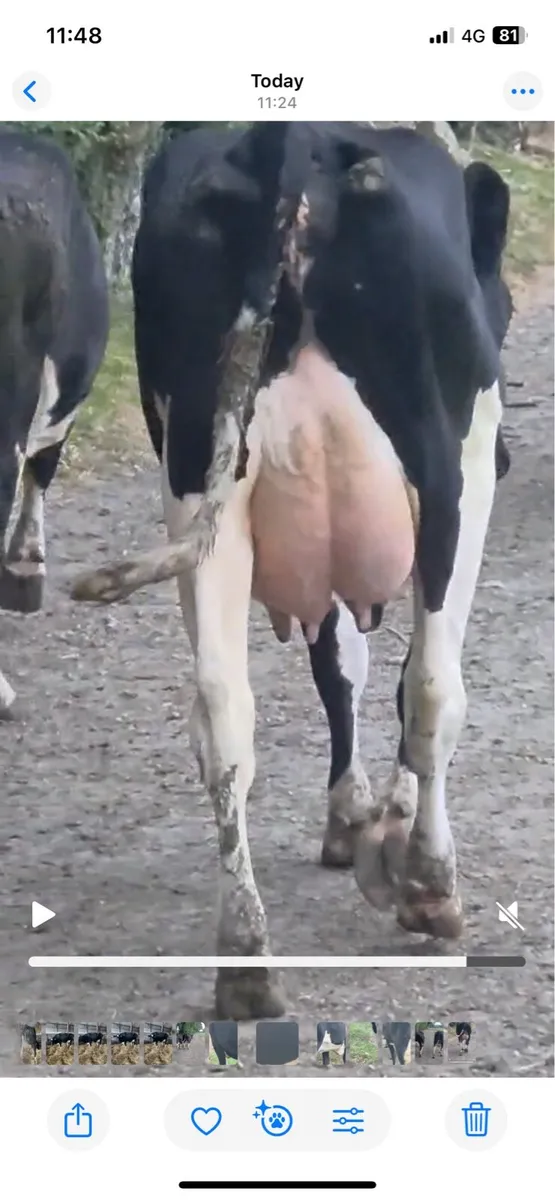Fresh calved heifers - Image 4