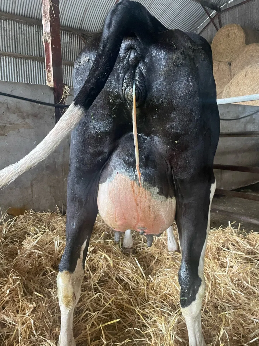 Fresh calved heifers - Image 1