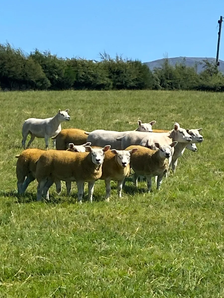 Pedigree texel ewe lambs gimmers and ram lambs - Image 2