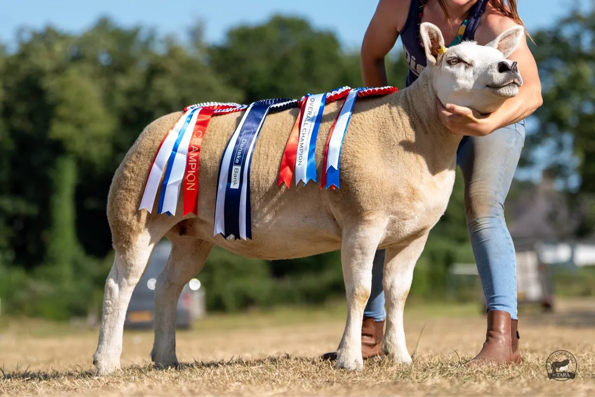 Pedigree texel ewe lambs gimmers and ram lambs - Image 1