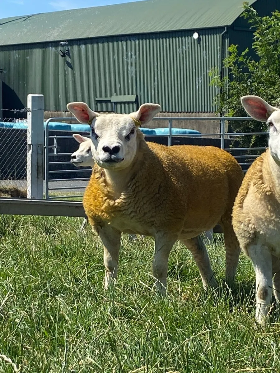 Pedigree texel ewe lambs gimmers and ram lambs - Image 3