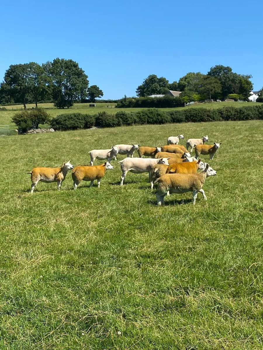 Pedigree texel ewe lambs gimmers and ram lambs - Image 4