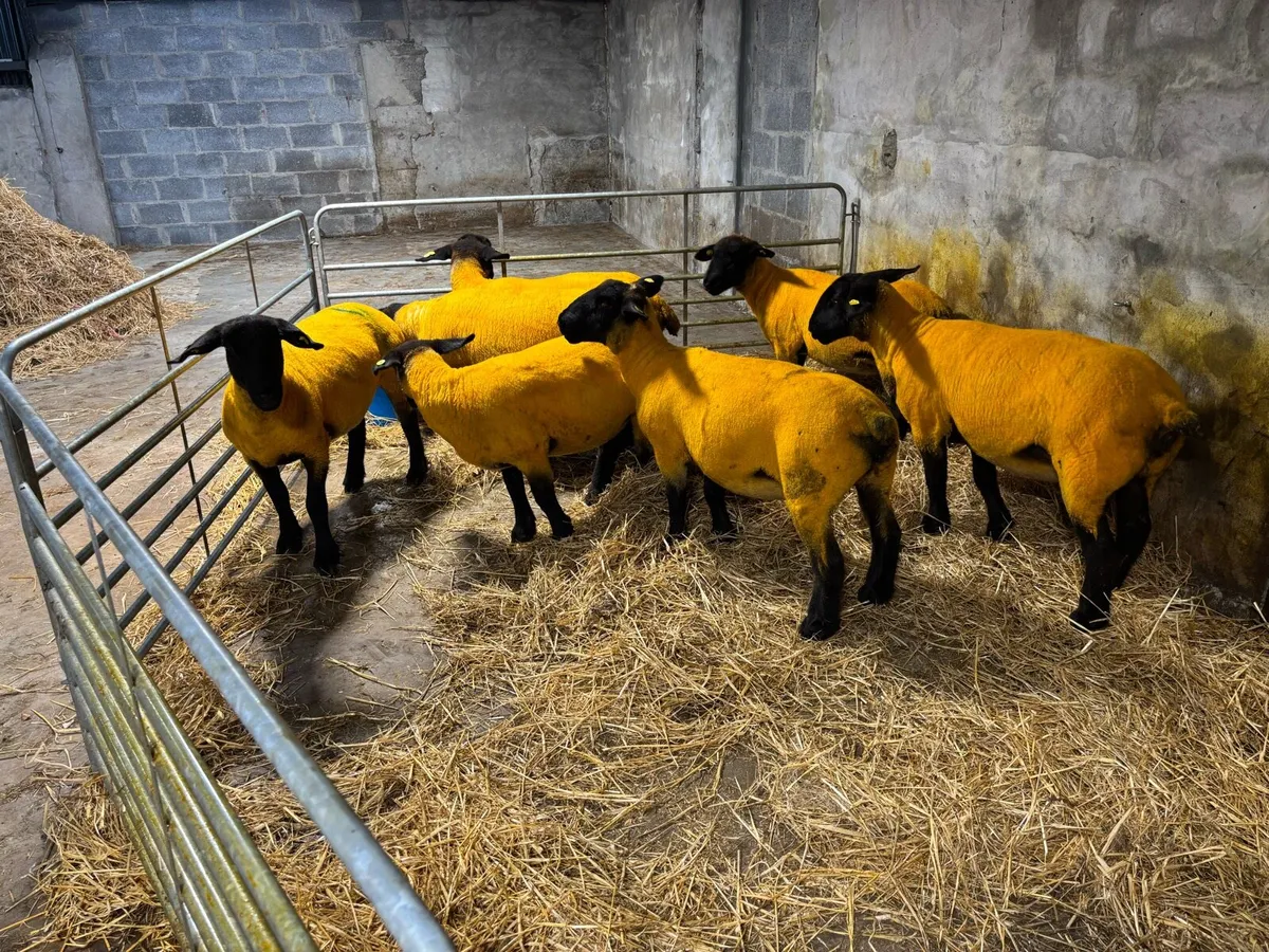 Pedigree Reg Suffolk Ewe Hoggets - Image 1