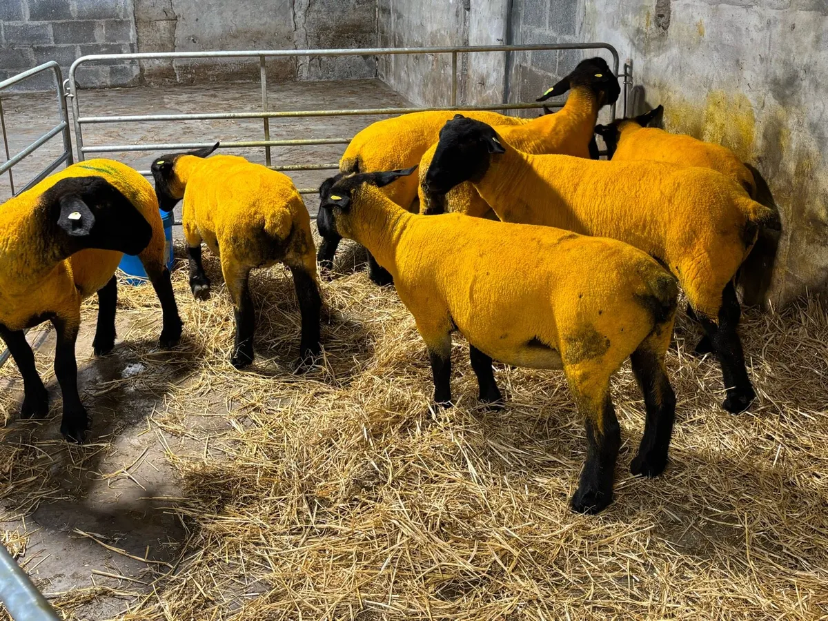 Pedigree Reg Suffolk Ewe Hoggets - Image 2