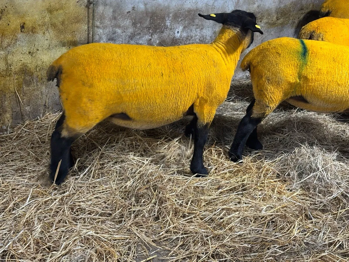 Pedigree Reg Suffolk Ewe Hoggets - Image 3
