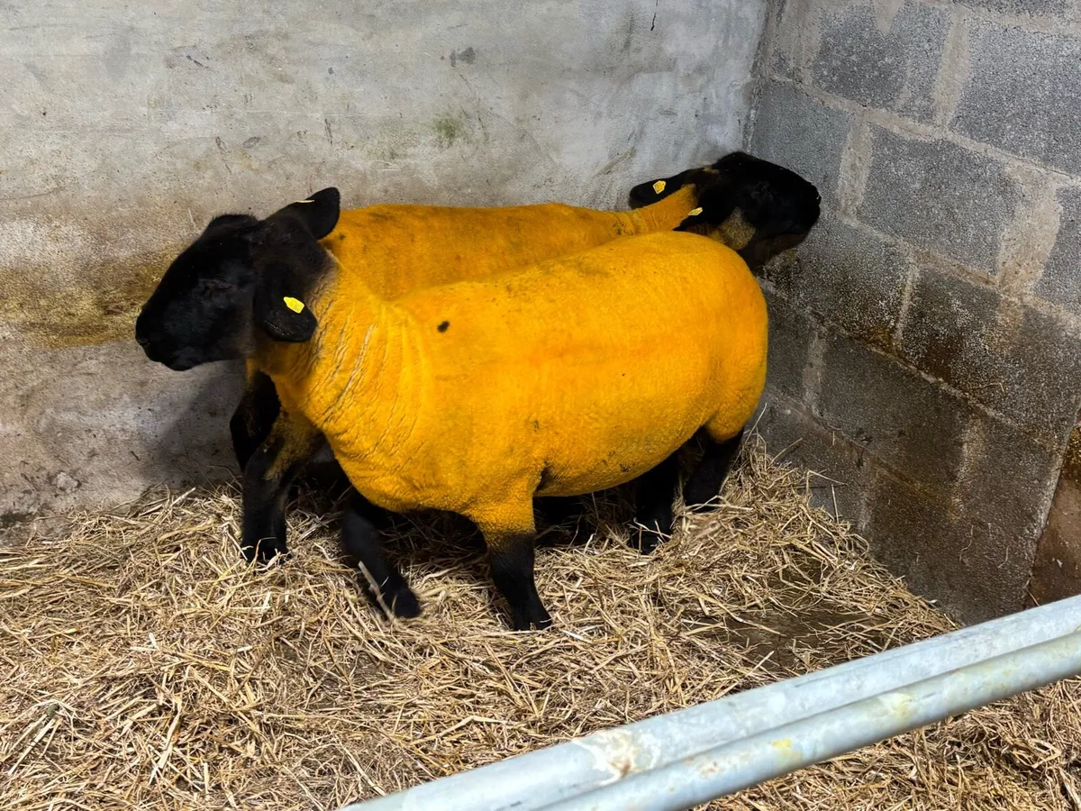 Pedigree Reg Suffolk Ewe Hoggets - Image 4