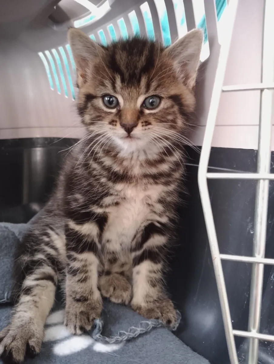 Super cute and playful Tabby kitten - Image 1