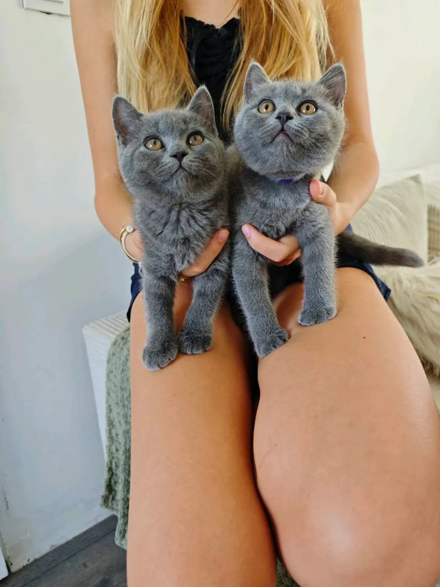 🐾 Beautiful Pure British Shorthair Blue Kittens - Image 1