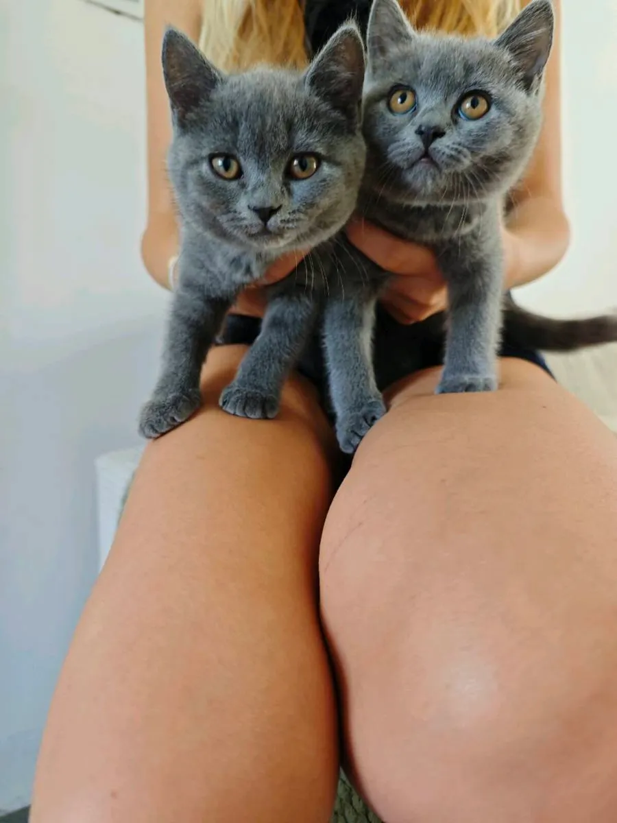 🐾 Beautiful Pure British Shorthair Blue Kittens - Image 2
