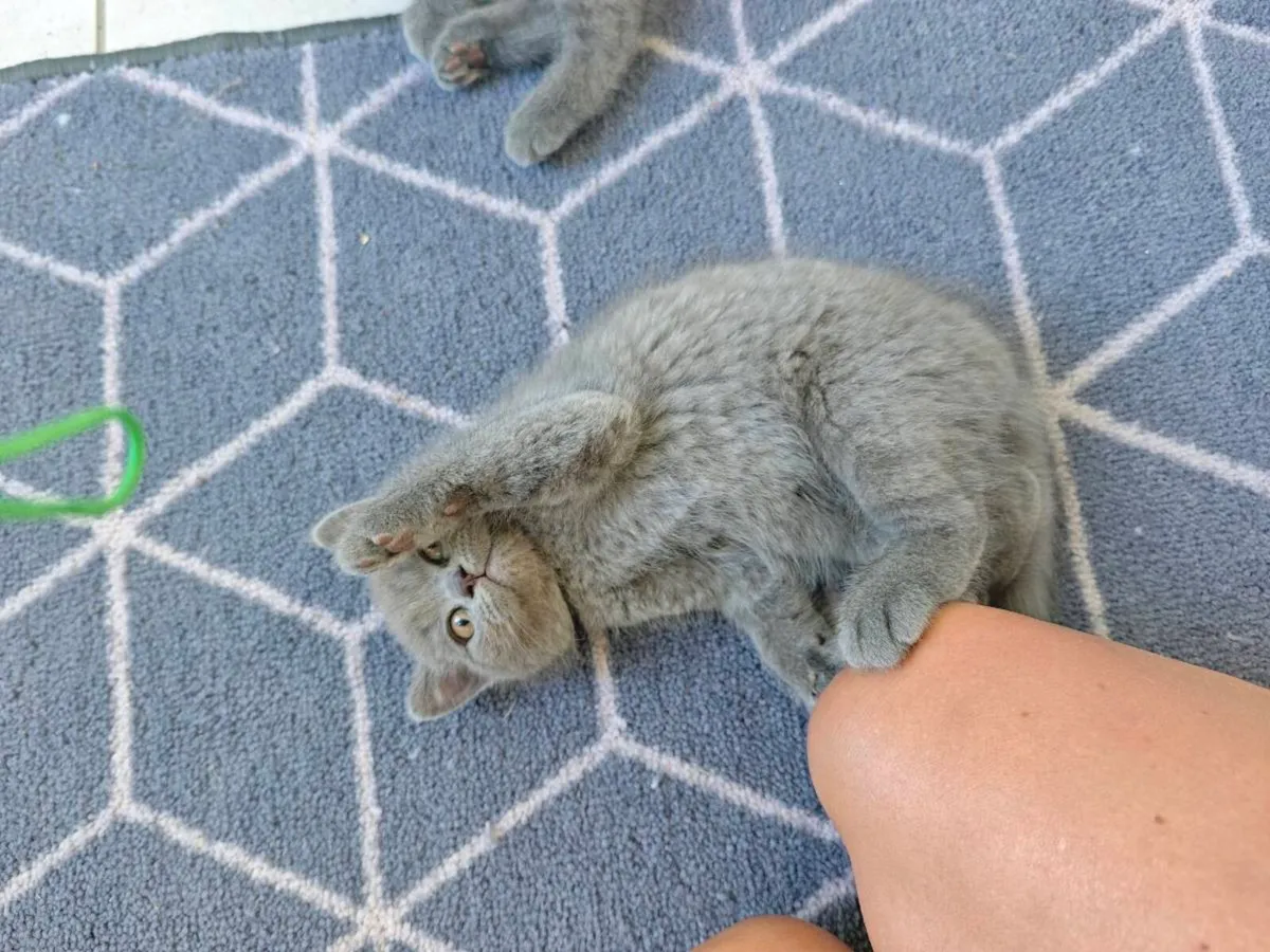 🐾 Beautiful Pure British Shorthair Blue Kittens - Image 3