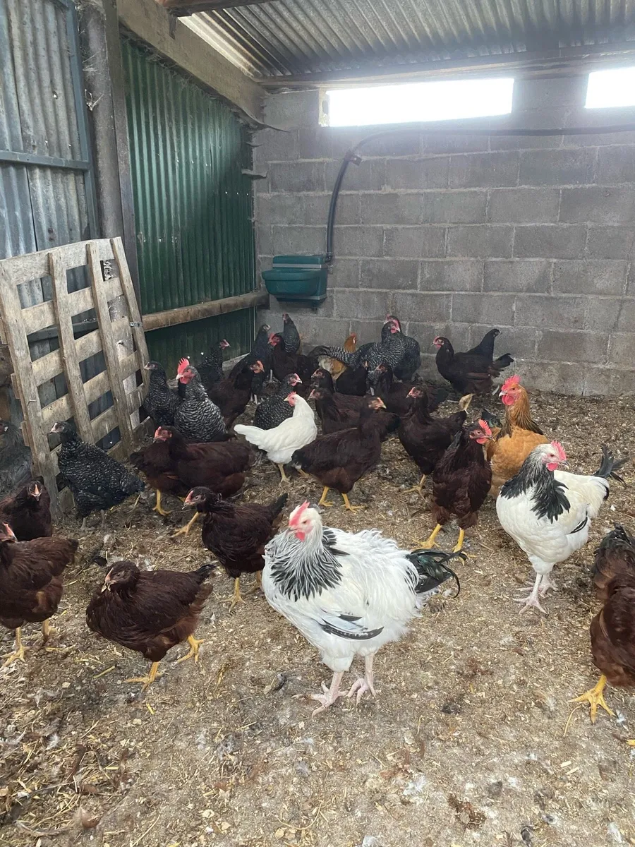 Poultry - Image 1