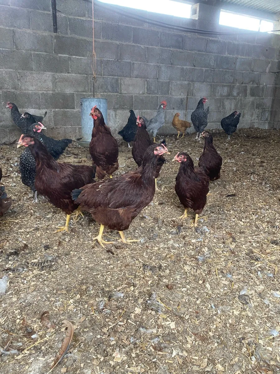 Poultry - Image 2