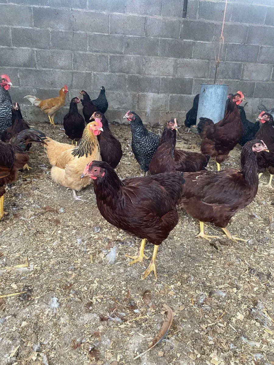 Poultry - Image 3