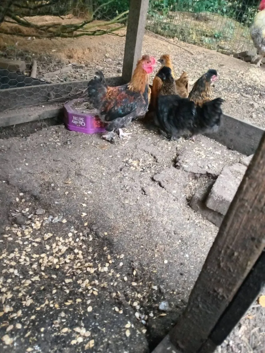 Poultry - Image 2