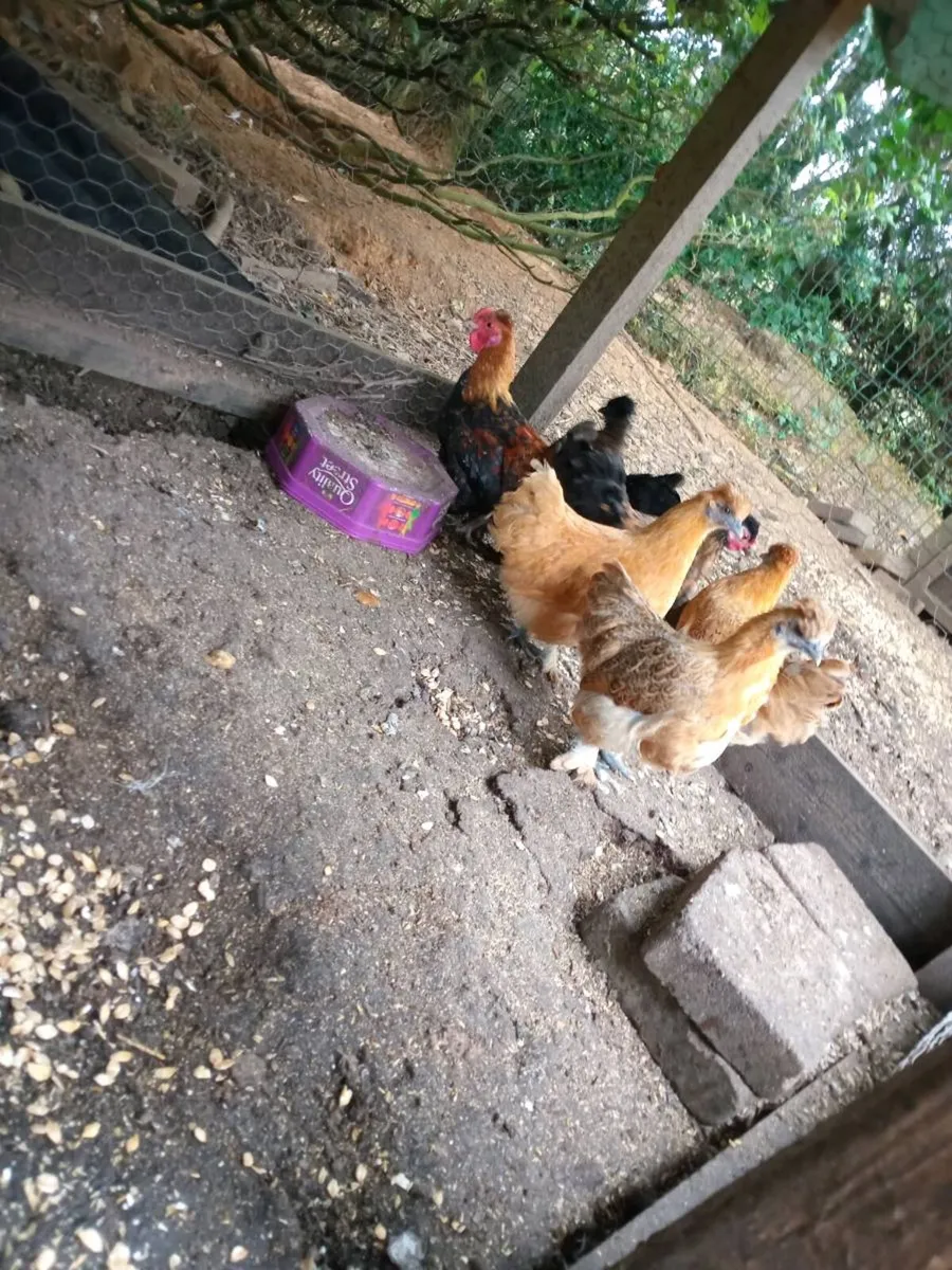 Poultry - Image 1