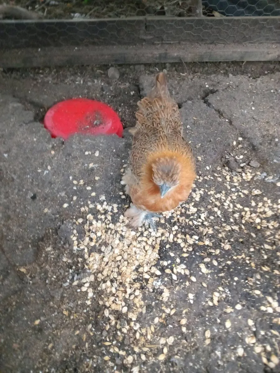 Poultry - Image 3