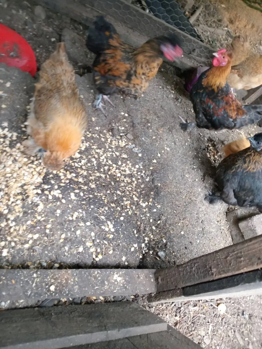 Poultry - Image 4