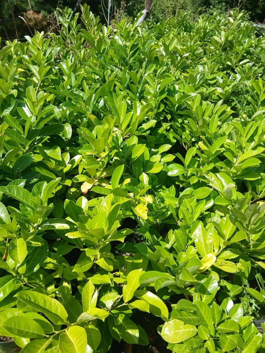 2 foot Laurel hedging €3.50 each - Image 1