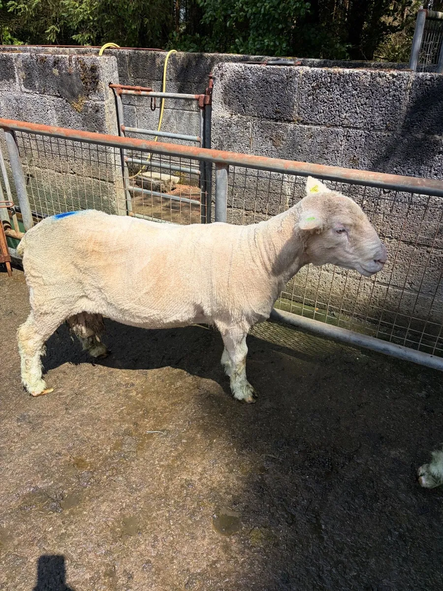 Polled Dorset star ram - Image 2
