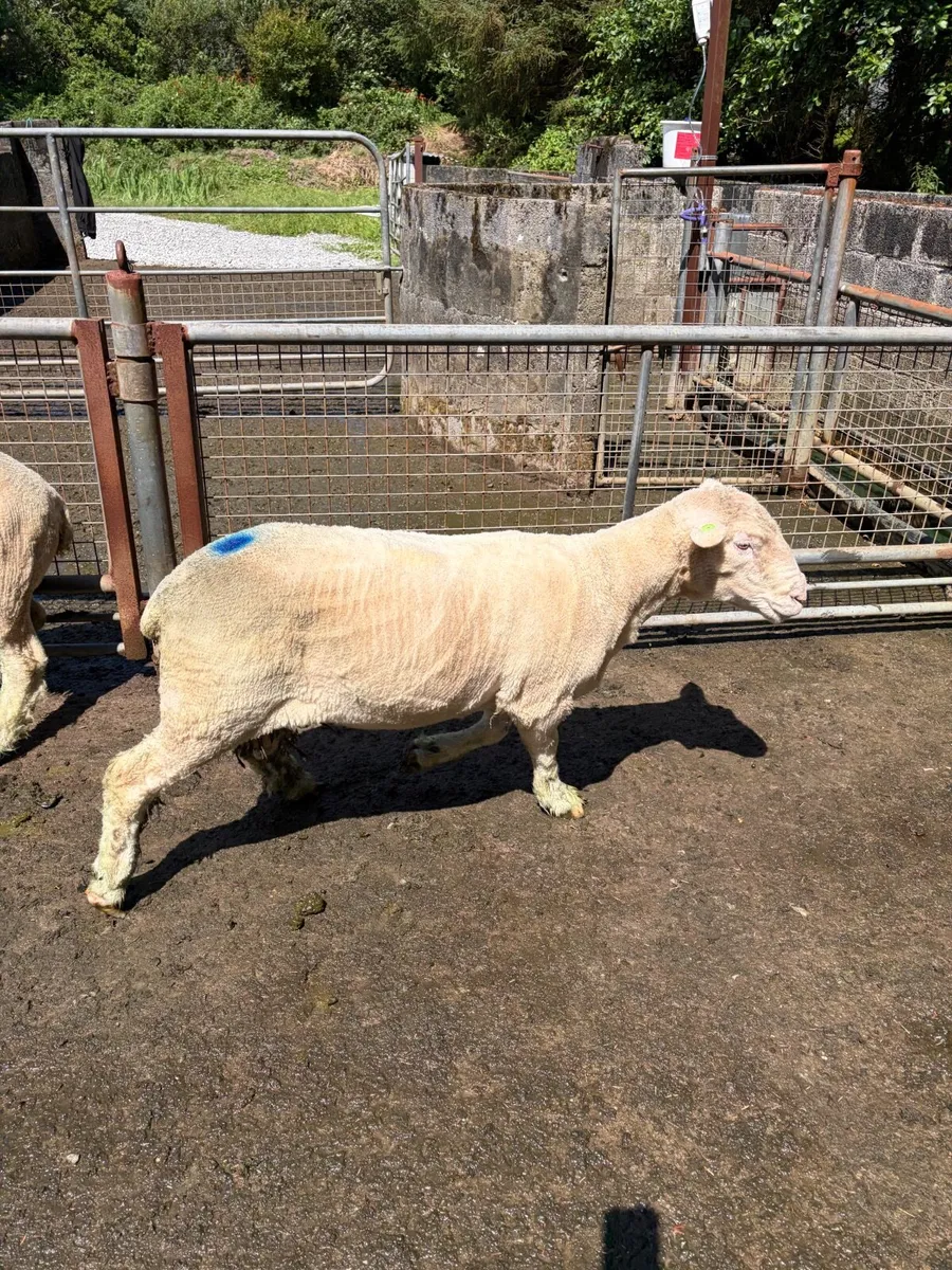 Polled Dorset star ram - Image 3