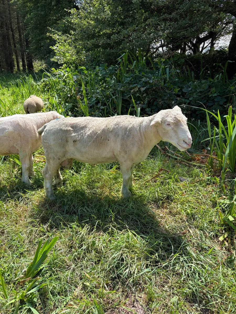 Polled Dorset star ram - Image 4