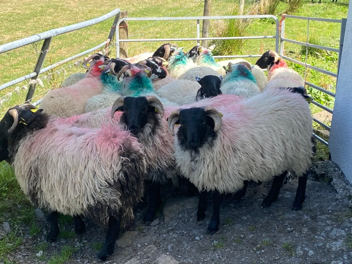 17 Ram Lambs - Image 1