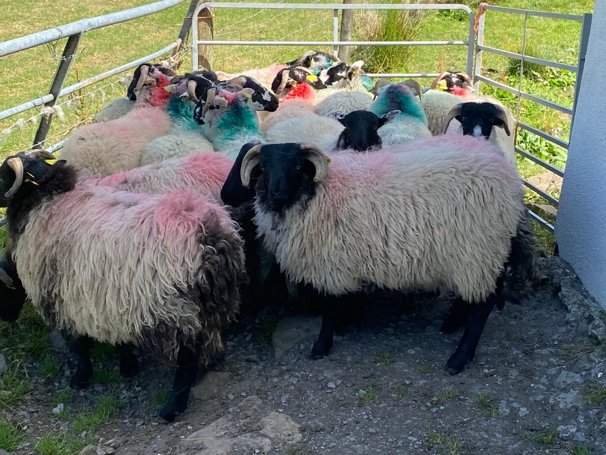 17 Ram Lambs - Image 2
