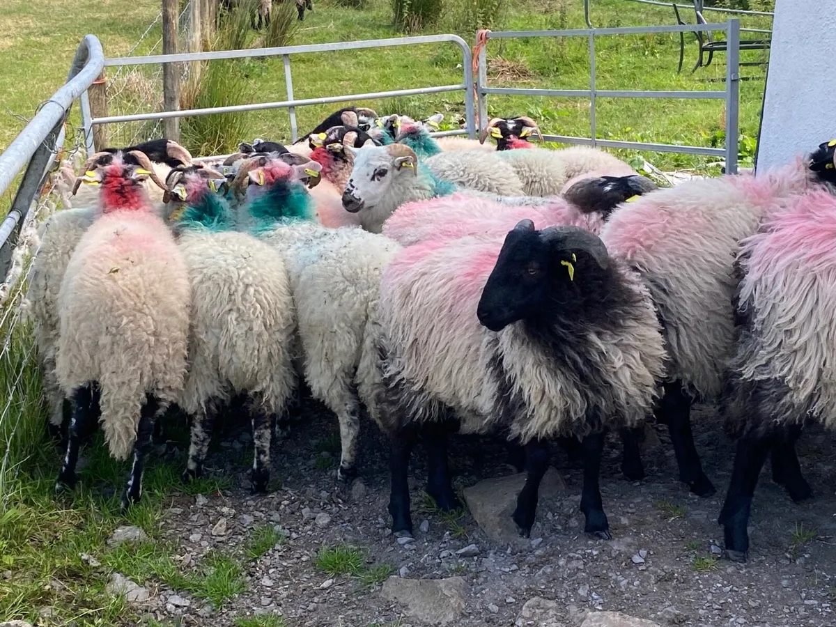17 Ram Lambs - Image 3