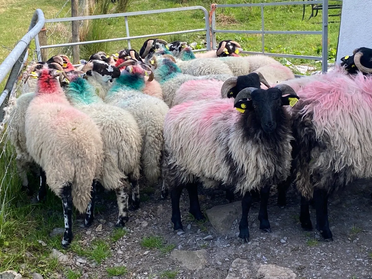 17 Ram Lambs - Image 4
