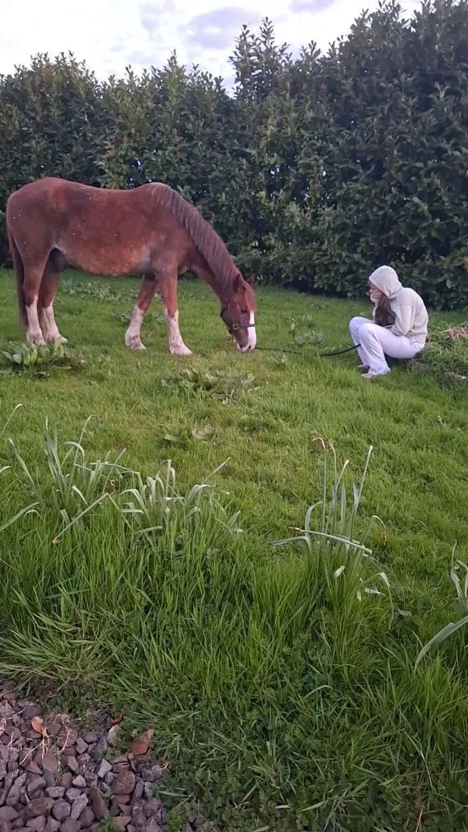 Horse - Image 1