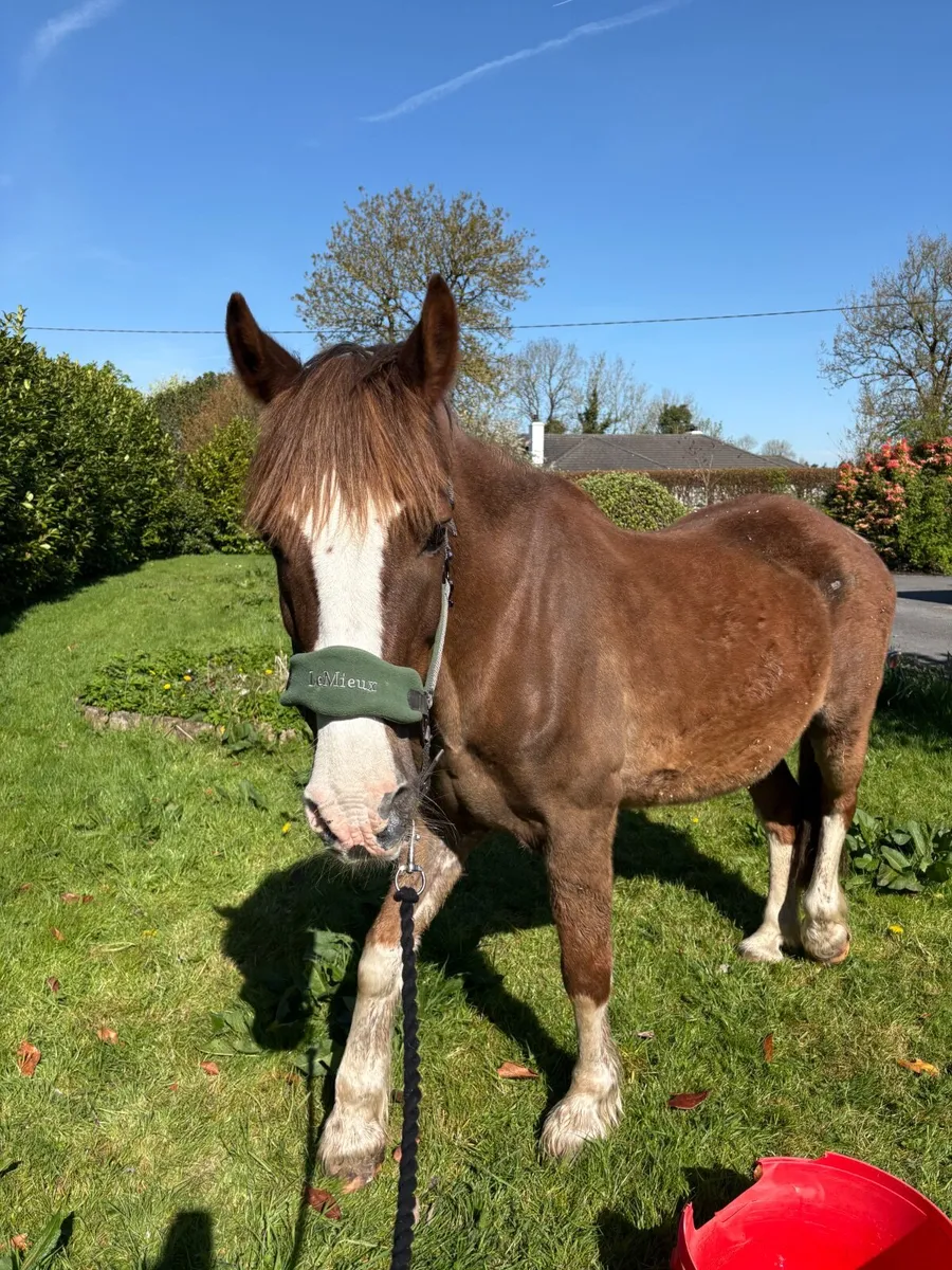 Horse - Image 3