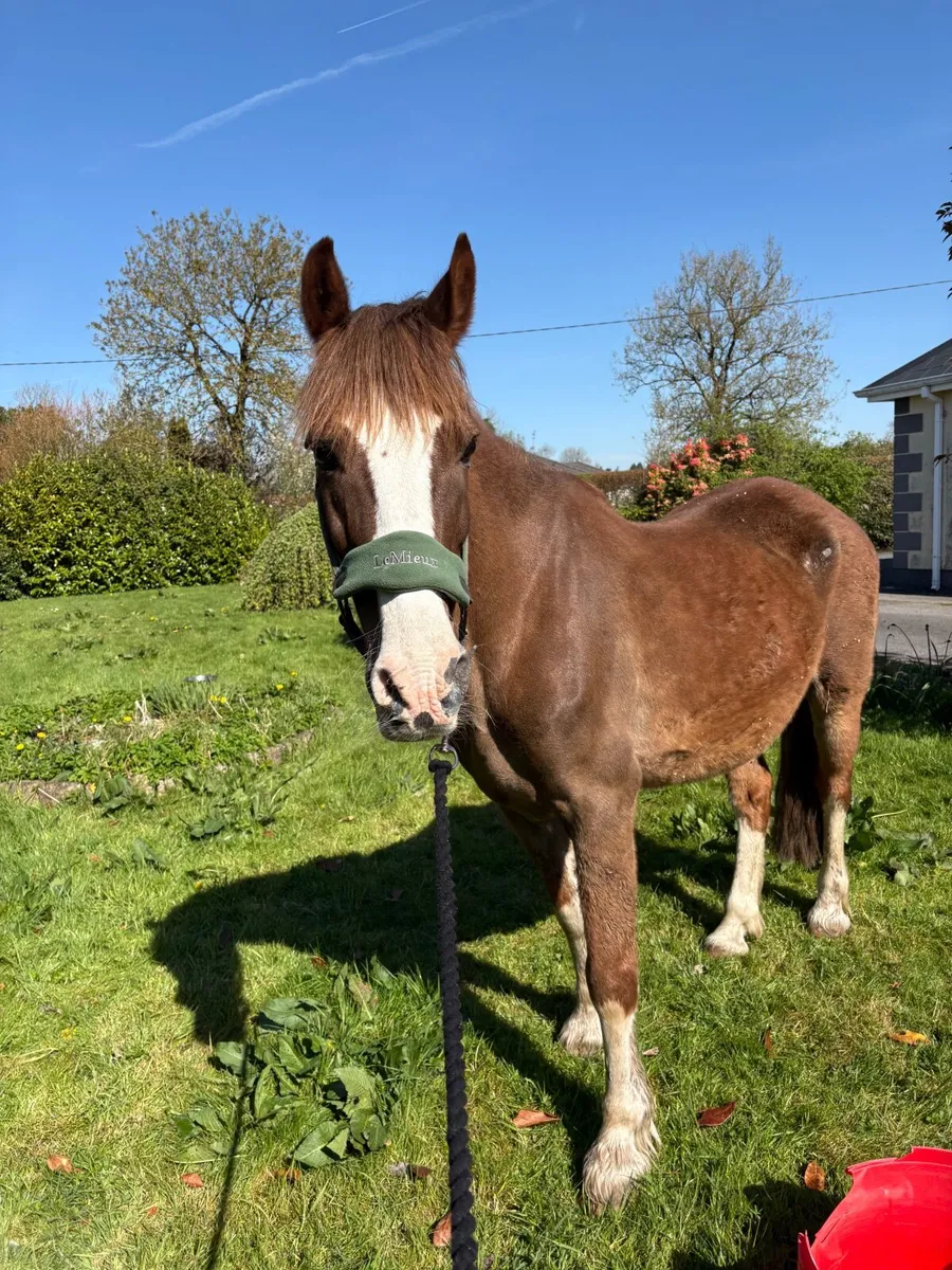 Horse - Image 4
