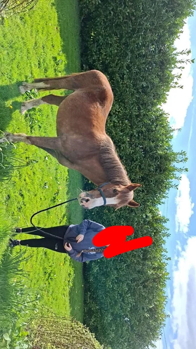 Horse - Image 2