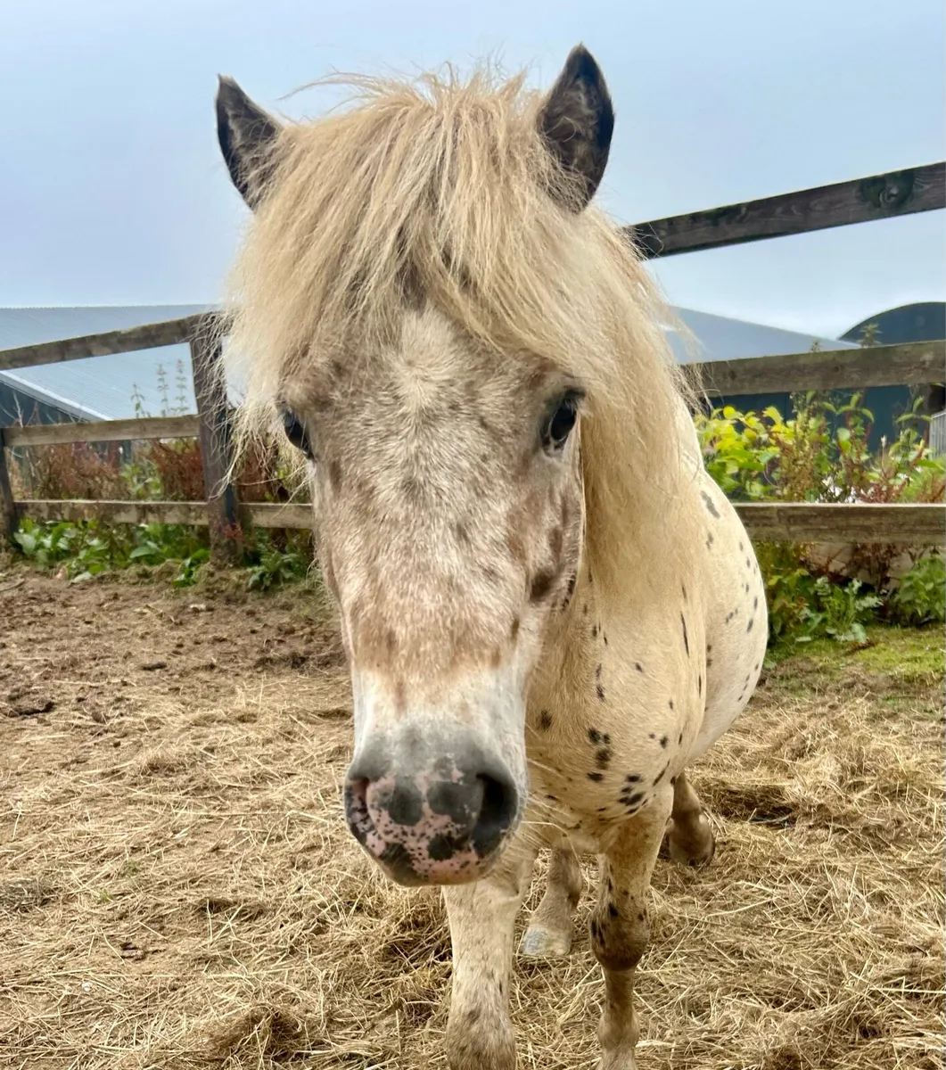 Cracking Appaloosa Colt - Image 1