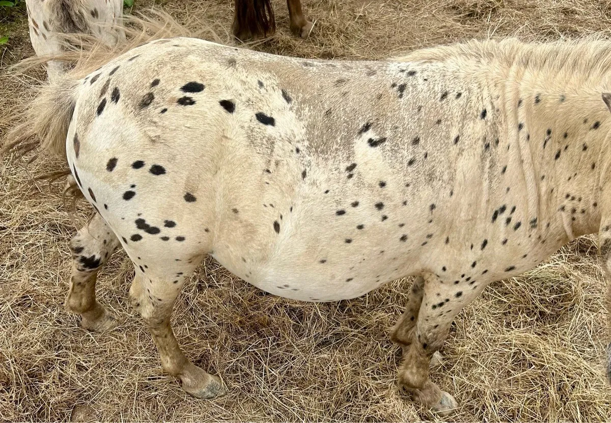 Cracking Appaloosa Colt - Image 3