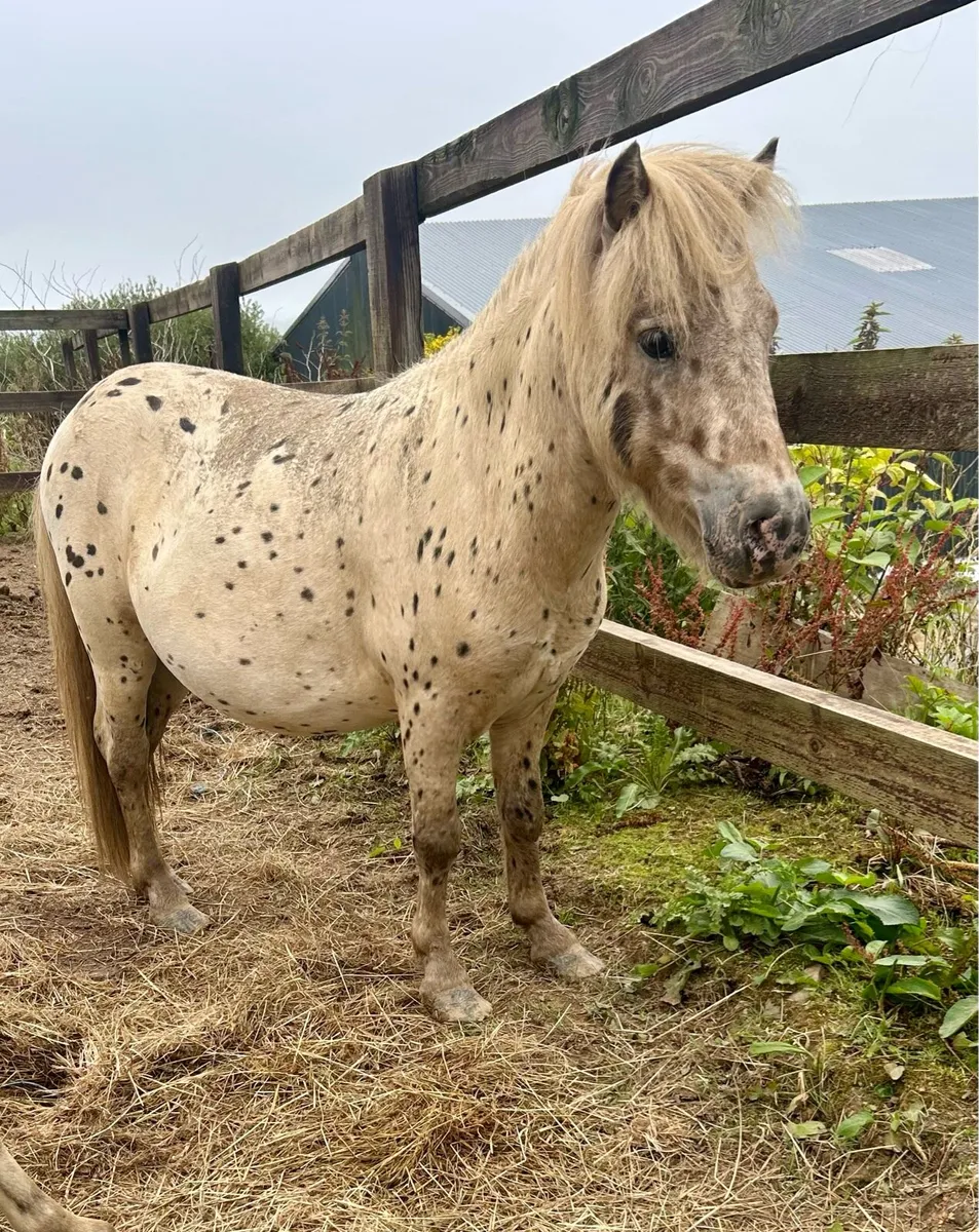 Cracking Appaloosa Colt - Image 4