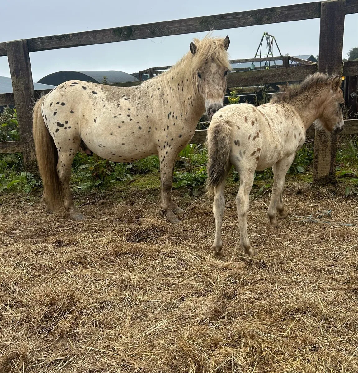 Cracking Appaloosa Colt - Image 2