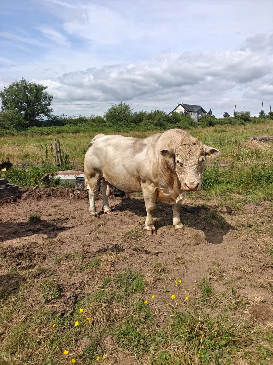 5 Star Pedigree Charolais Bull - Image 1