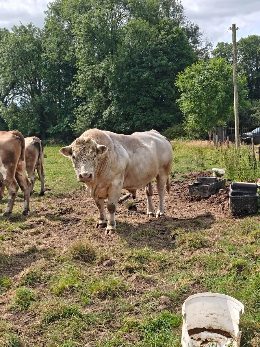 5 Star Pedigree Charolais Bull - Image 2