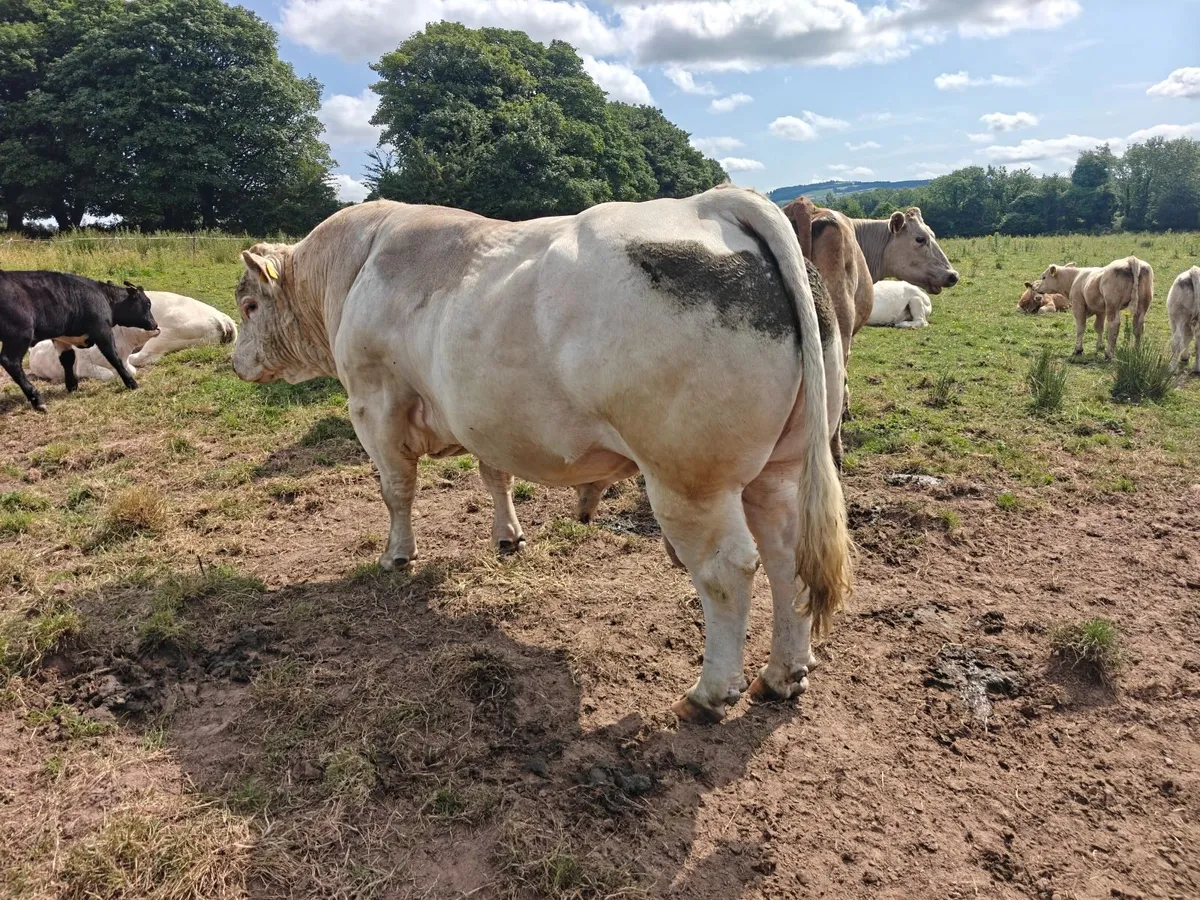 5 Star Pedigree Charolais Bull - Image 3